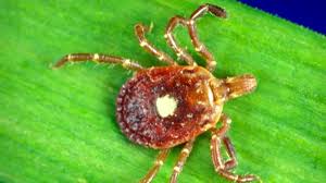 Father’s Sudden Death Leads UVA Researchers to Chilling Alpha-Gal Discovery