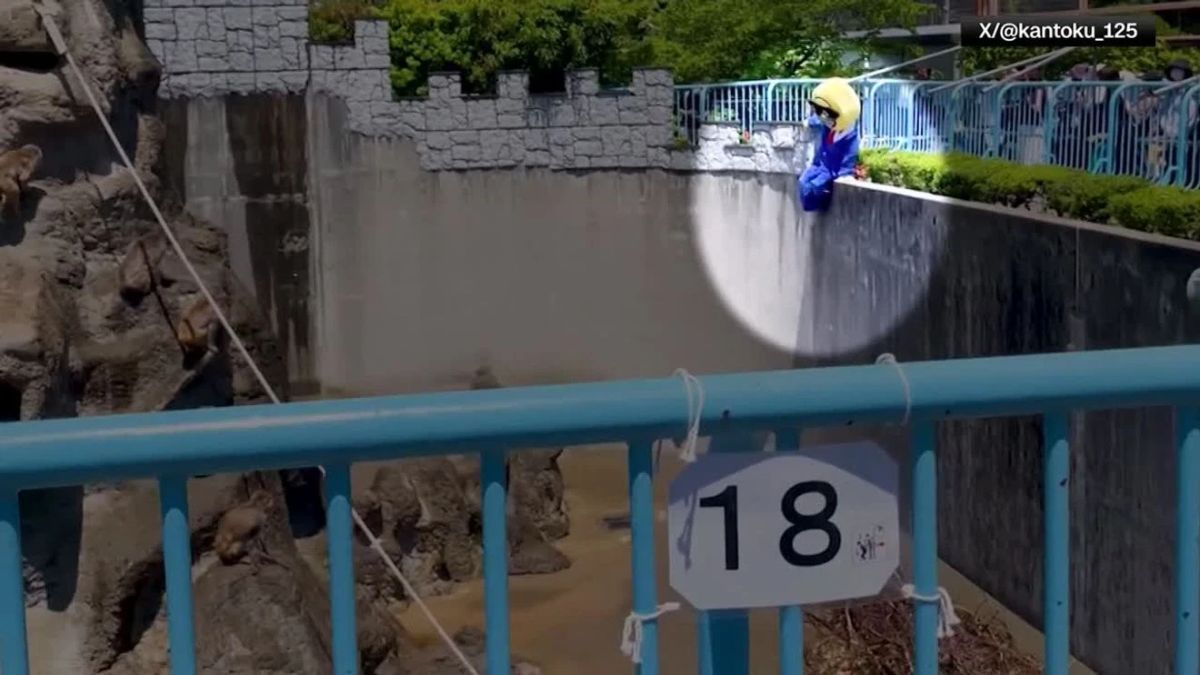 American Tourist Breaks Into Punch the Monkey’s Enclosure at Japanese Zoo in Emoji Costume